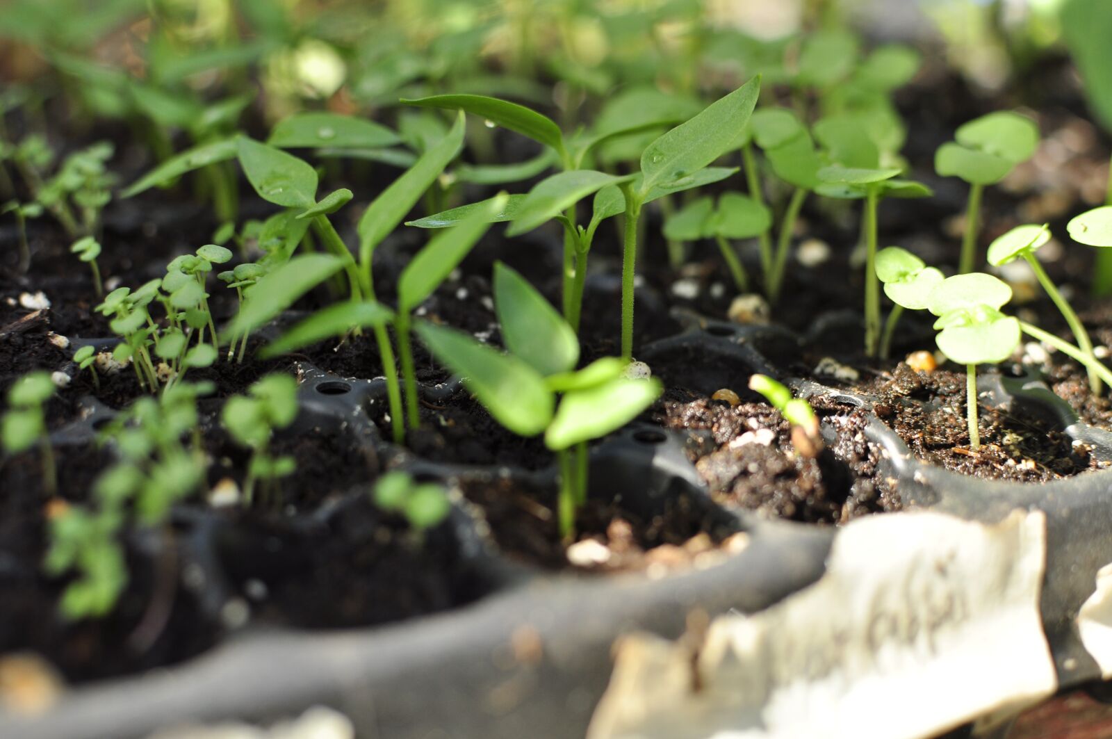 Nikon D5000 sample photo. Seedlings, plant, sprout photography