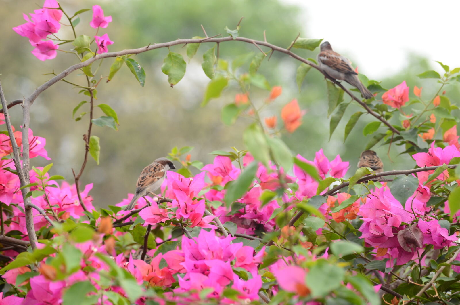 Nikon D7000 sample photo