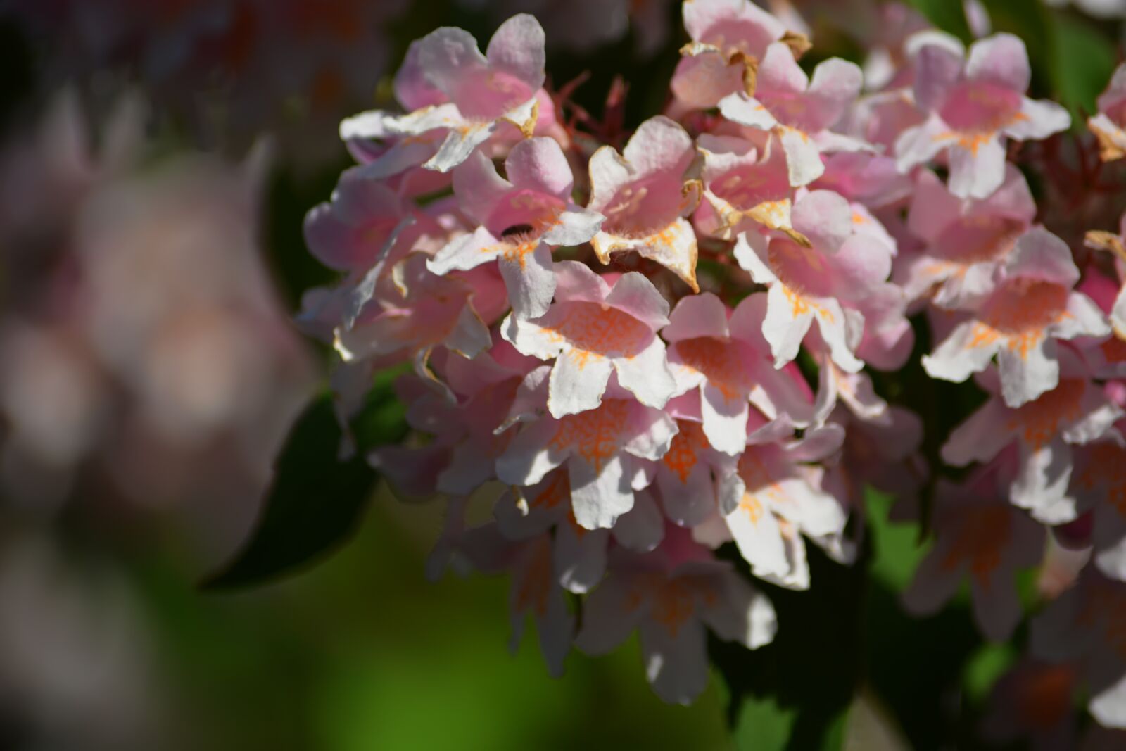 Nikon D5200 sample photo. Flowers, spring, bouquet photography