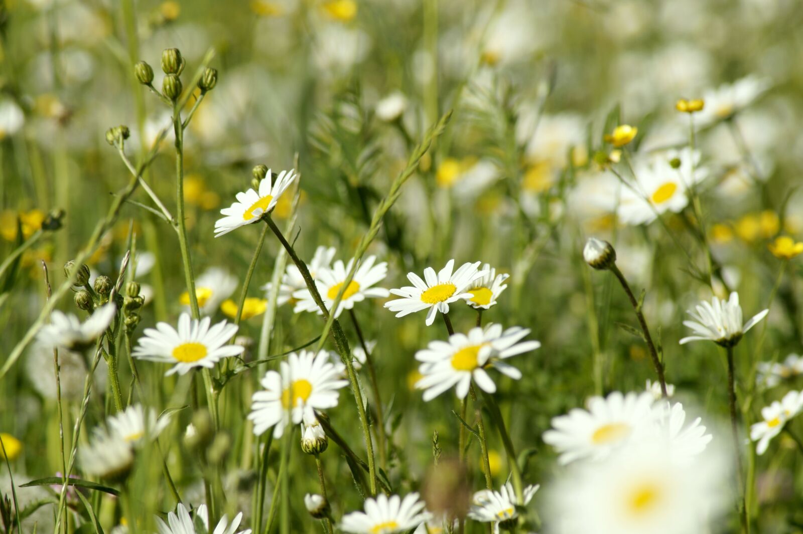 Sony SLT-A58 sample photo. Meadow, daisy, flower photography