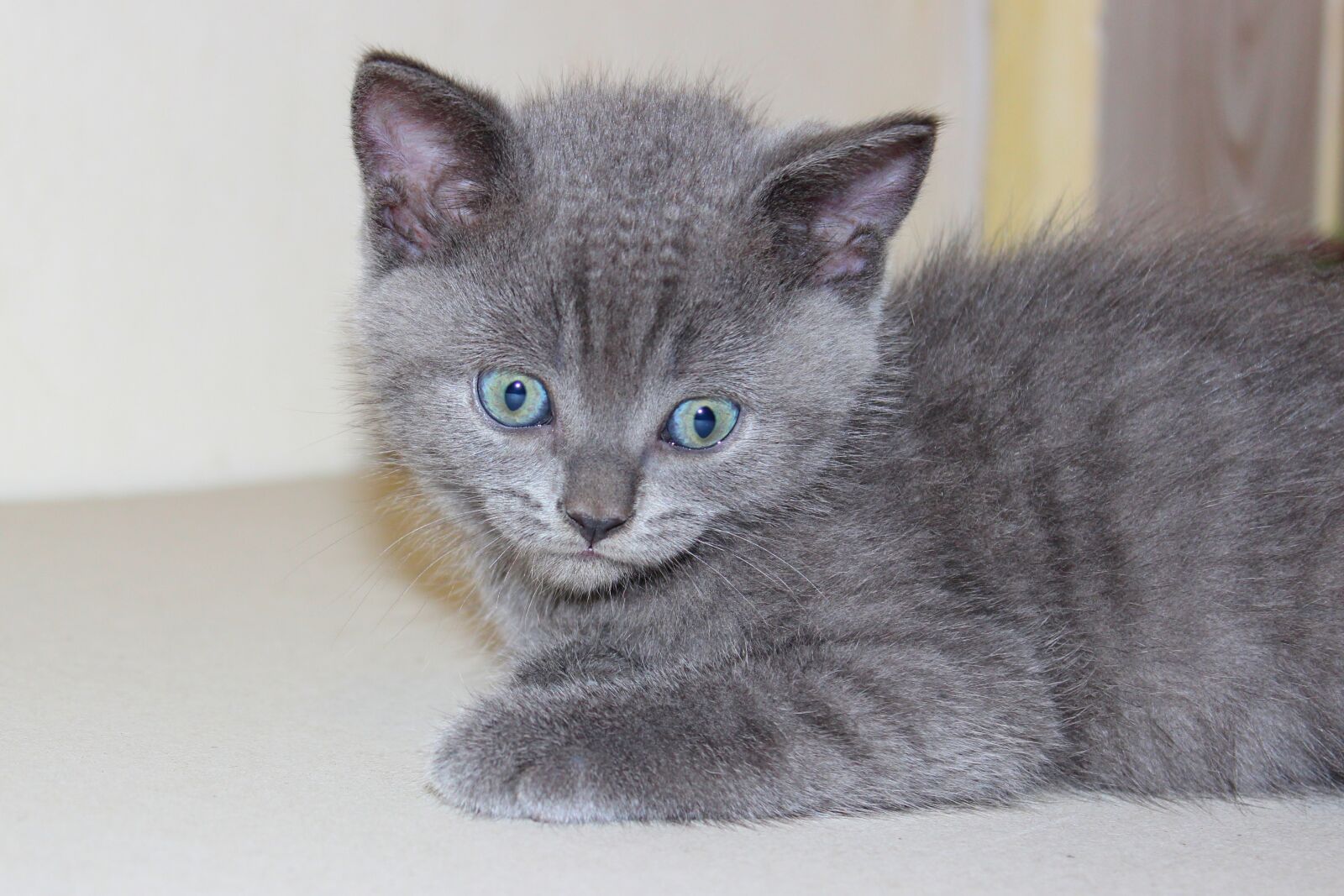 Canon EOS 600D (Rebel EOS T3i / EOS Kiss X5) sample photo. Cat, kitten, feline photography