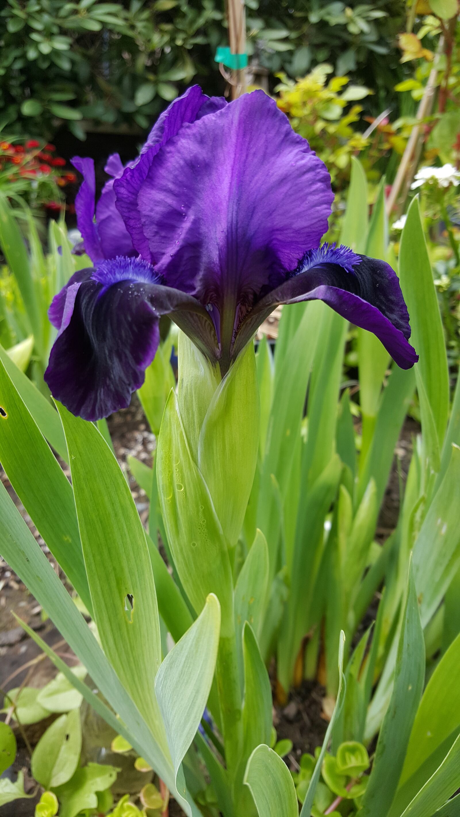 Samsung Galaxy Note5 sample photo. Purple, iris, flower photography