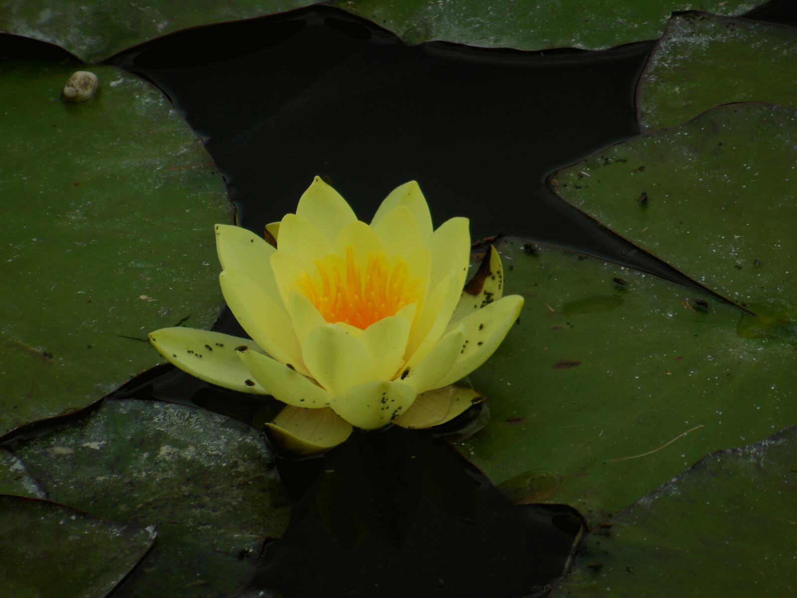 Nikon Coolpix S9300 sample photo. Water lily, lake, water photography
