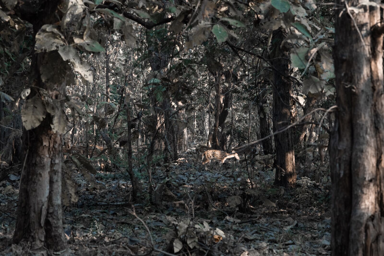 Nikon D850 sample photo. Deer, jonnaram forest, telangana photography