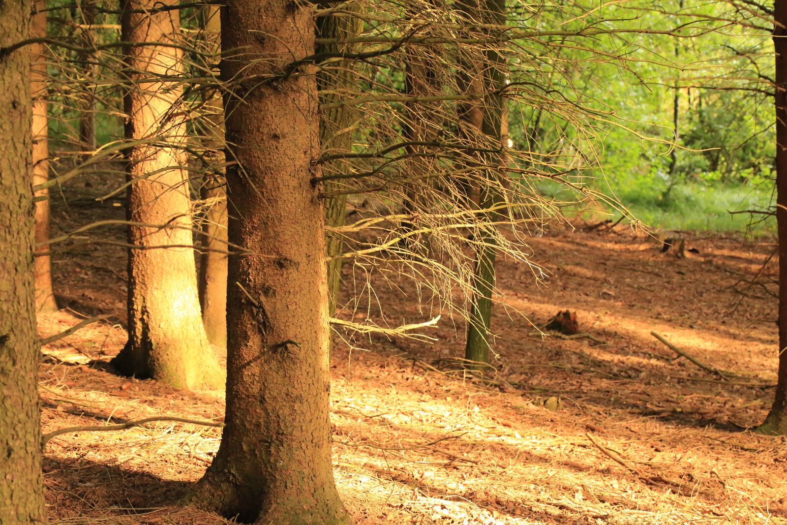Canon EF 100mm F2.8L Macro IS USM sample photo. Forest, ground, nature photography