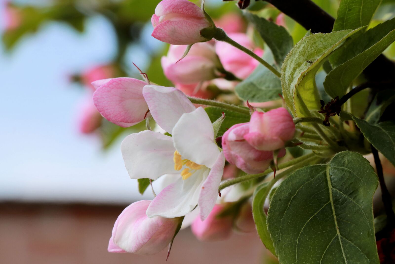 Canon EOS 750D (EOS Rebel T6i / EOS Kiss X8i) sample photo. Pink, spring, flowers photography