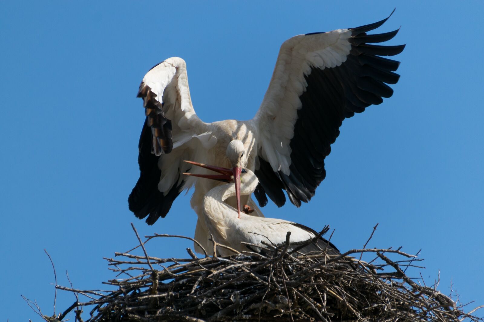Nikon D5300 sample photo. Stork, bird, had not photography