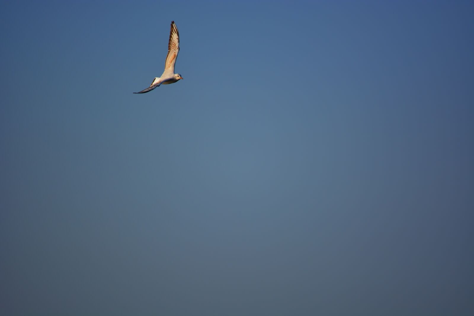 Nikon D5200 sample photo. Seagull, bird, flight photography
