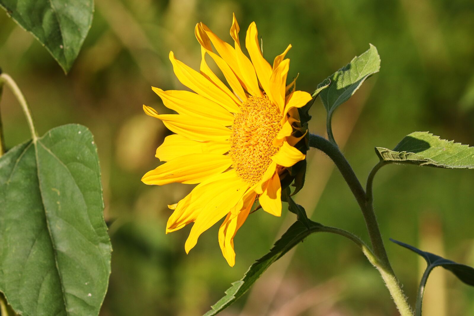 Canon EF-S 55-250mm F4-5.6 IS II sample photo. Sunflower, blossom, bloom photography