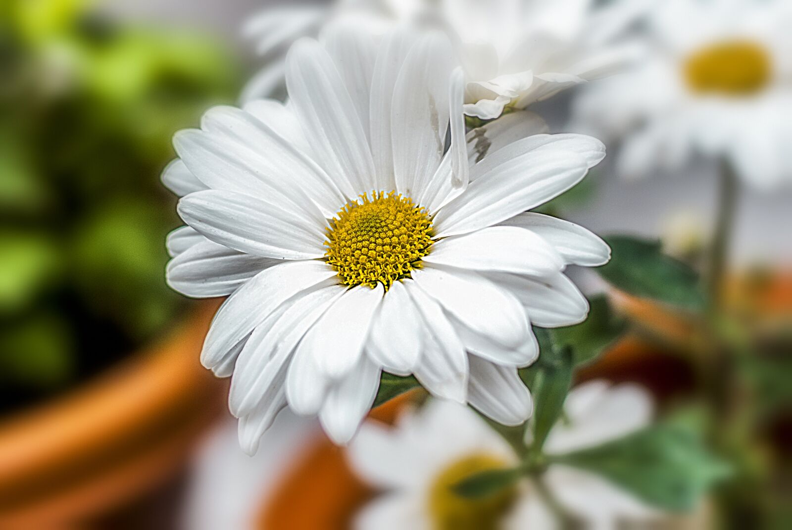 Nikon D60 sample photo. Flower, flower g rbel photography