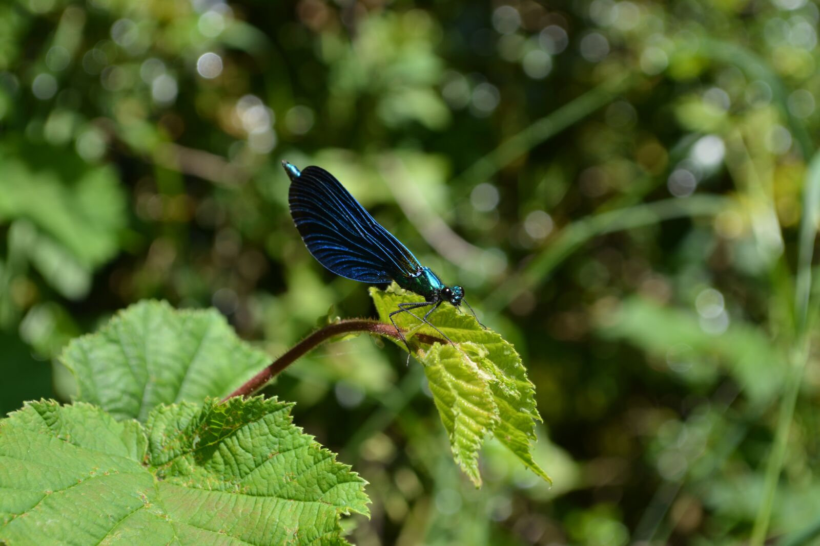 Nikon D7100 sample photo. Dragonfly, nature, grass photography