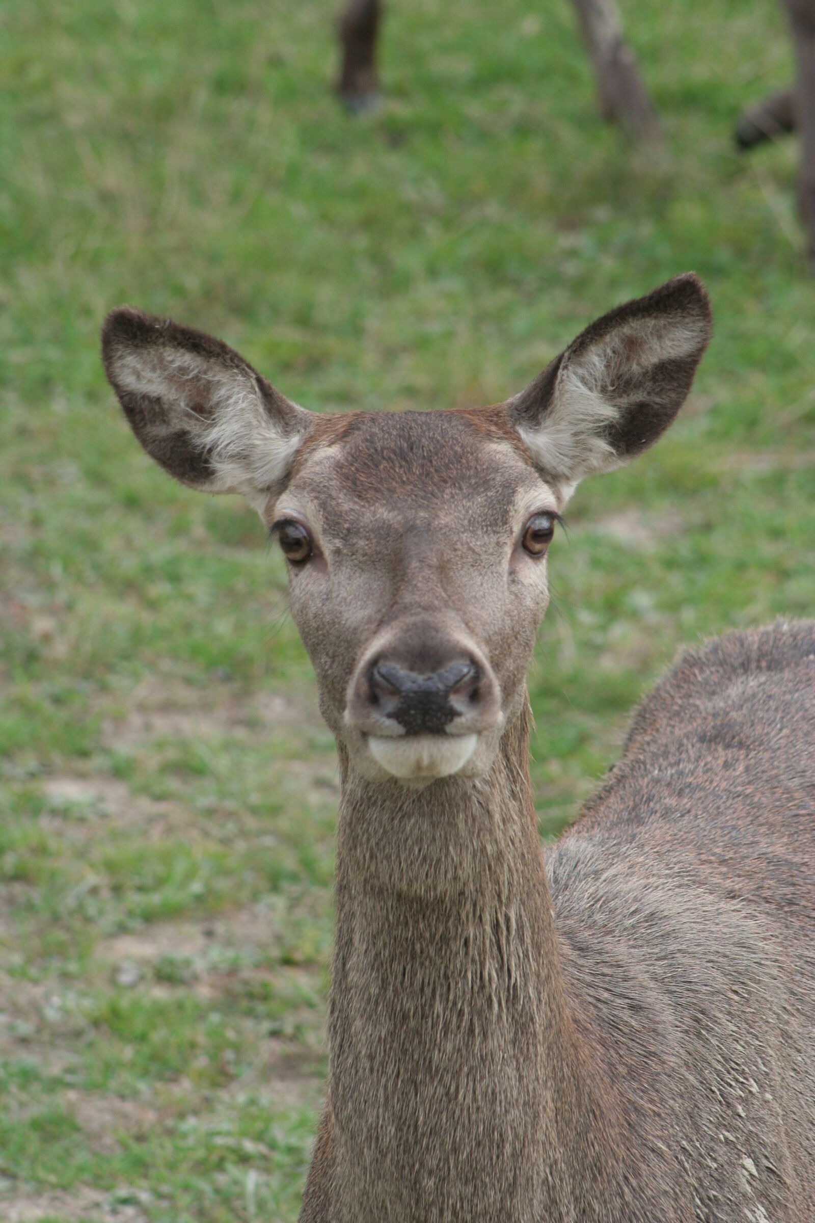 Canon EOS 350D (EOS Digital Rebel XT / EOS Kiss Digital N) sample photo. Deer, animal, mammal photography