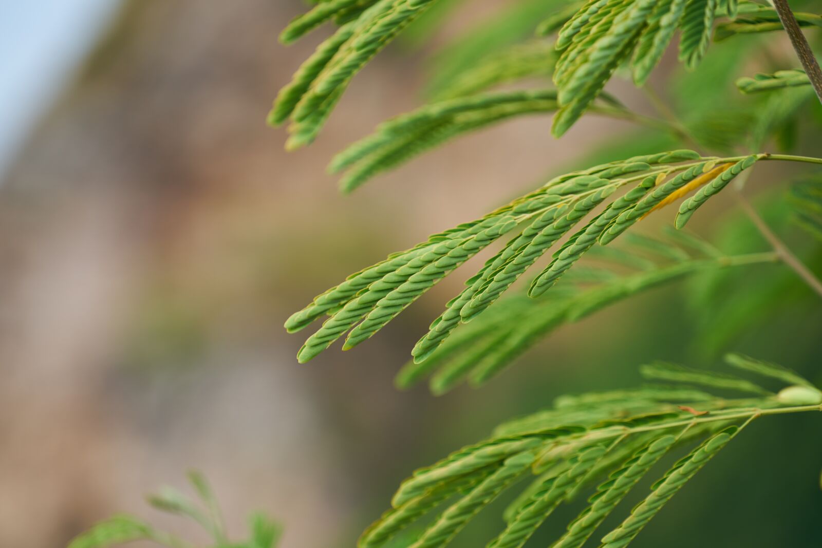 Sony a7R II sample photo. Leaves, plant, green photography