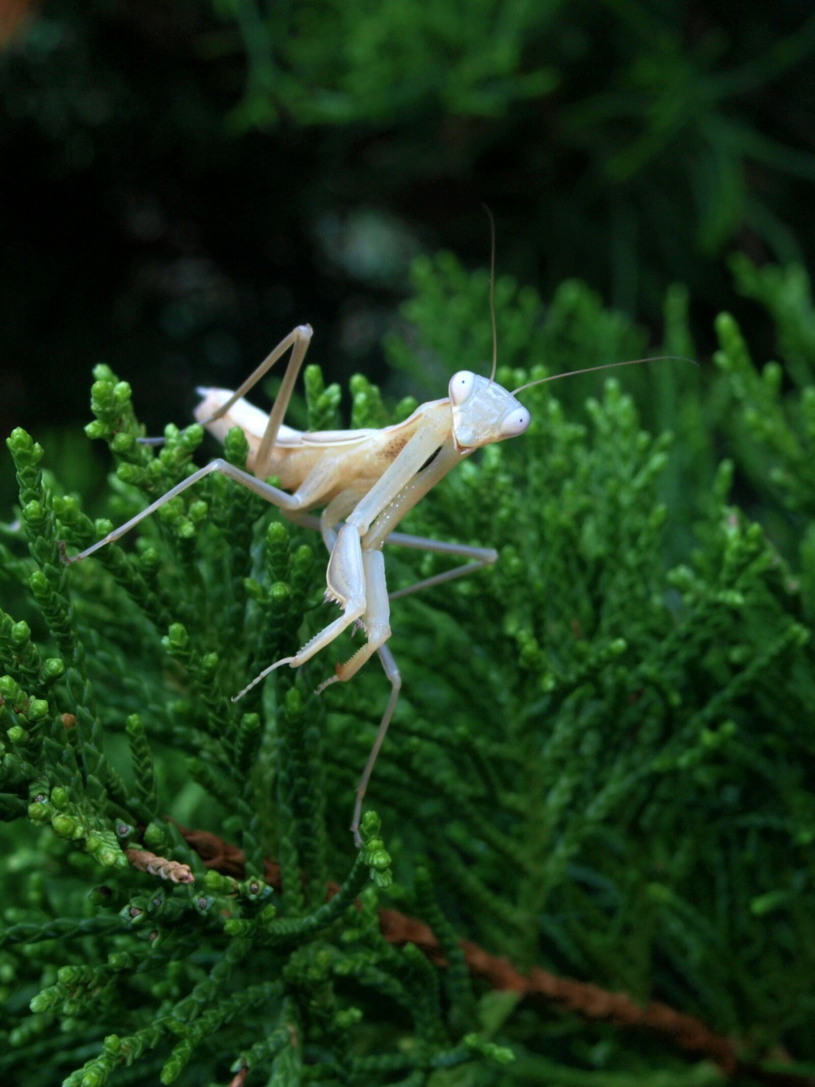 Olympus E-420 (EVOLT E-420) sample photo. Insect, nature, praying photography