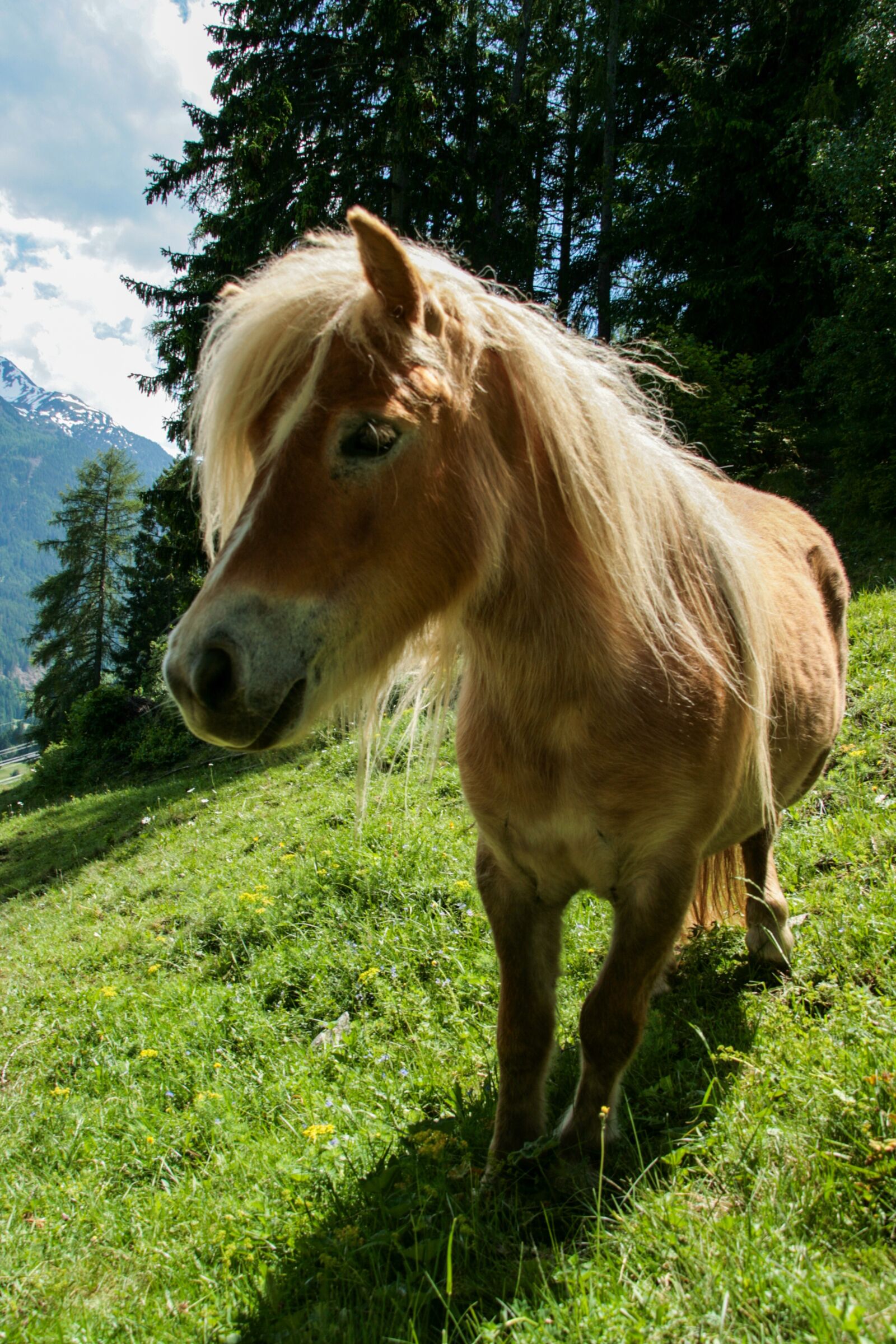 Canon EOS 400D (EOS Digital Rebel XTi / EOS Kiss Digital X) sample photo. Pony, horse, mountain photography