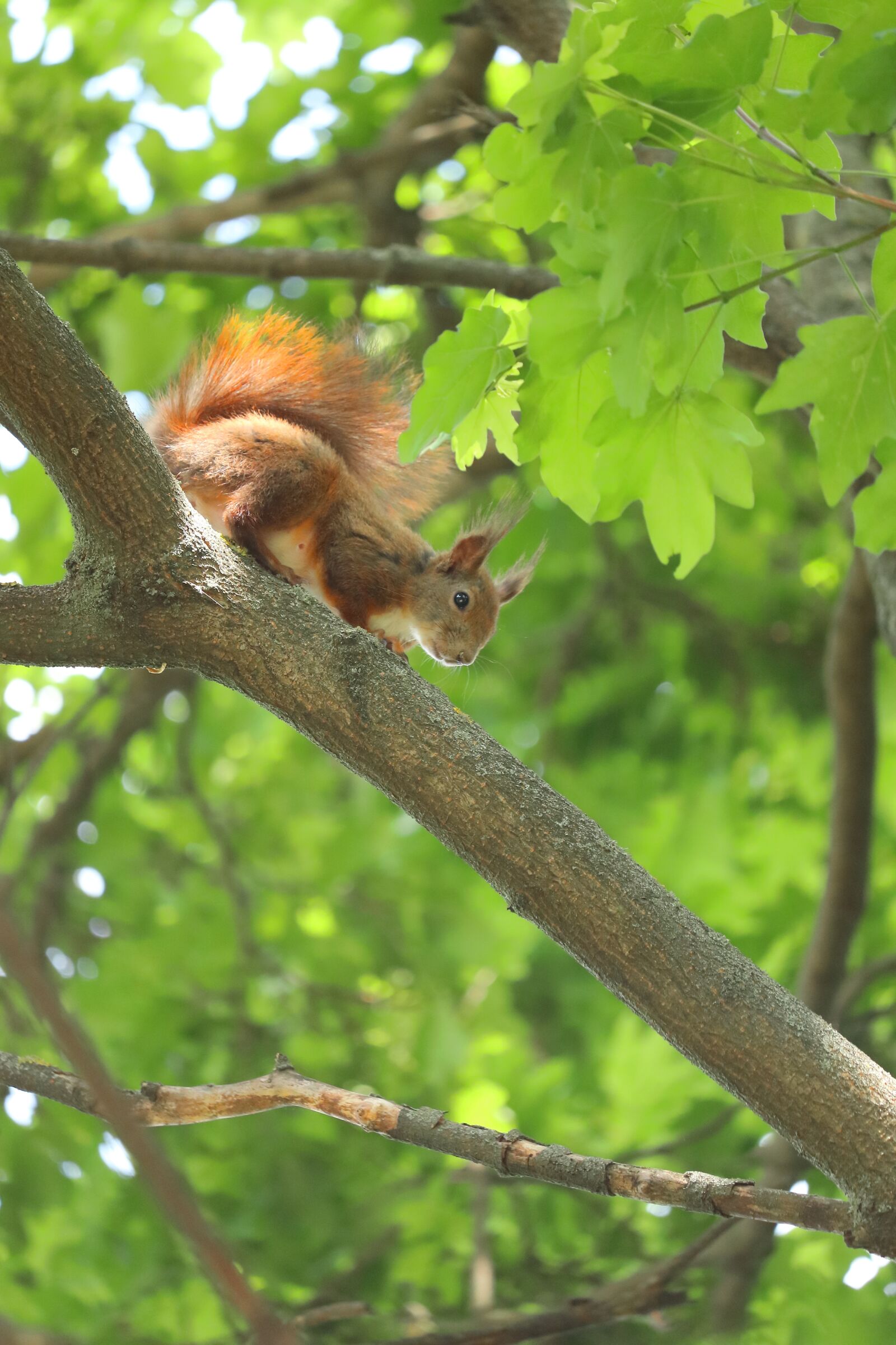Canon EF-S 55-250mm F4-5.6 IS STM sample photo. Squirrel, cute squirrel, fat photography