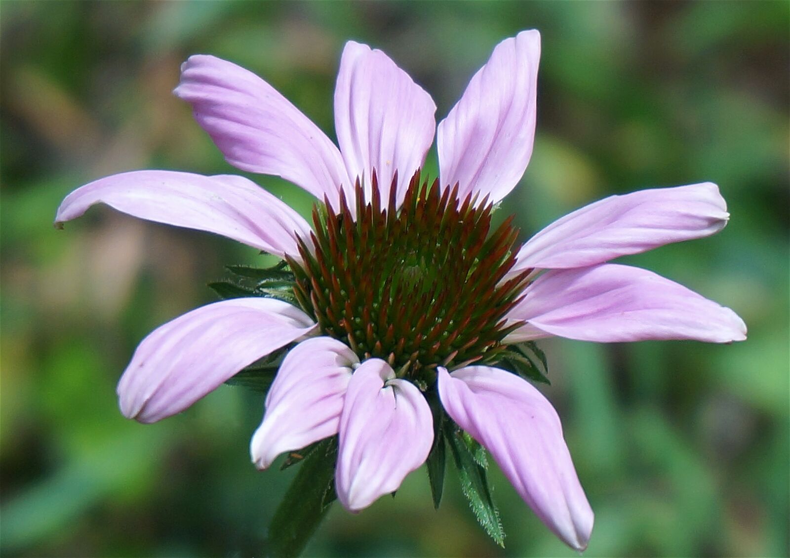 Sony Alpha NEX-5T sample photo. Echinacea flower, coneflower, flower photography