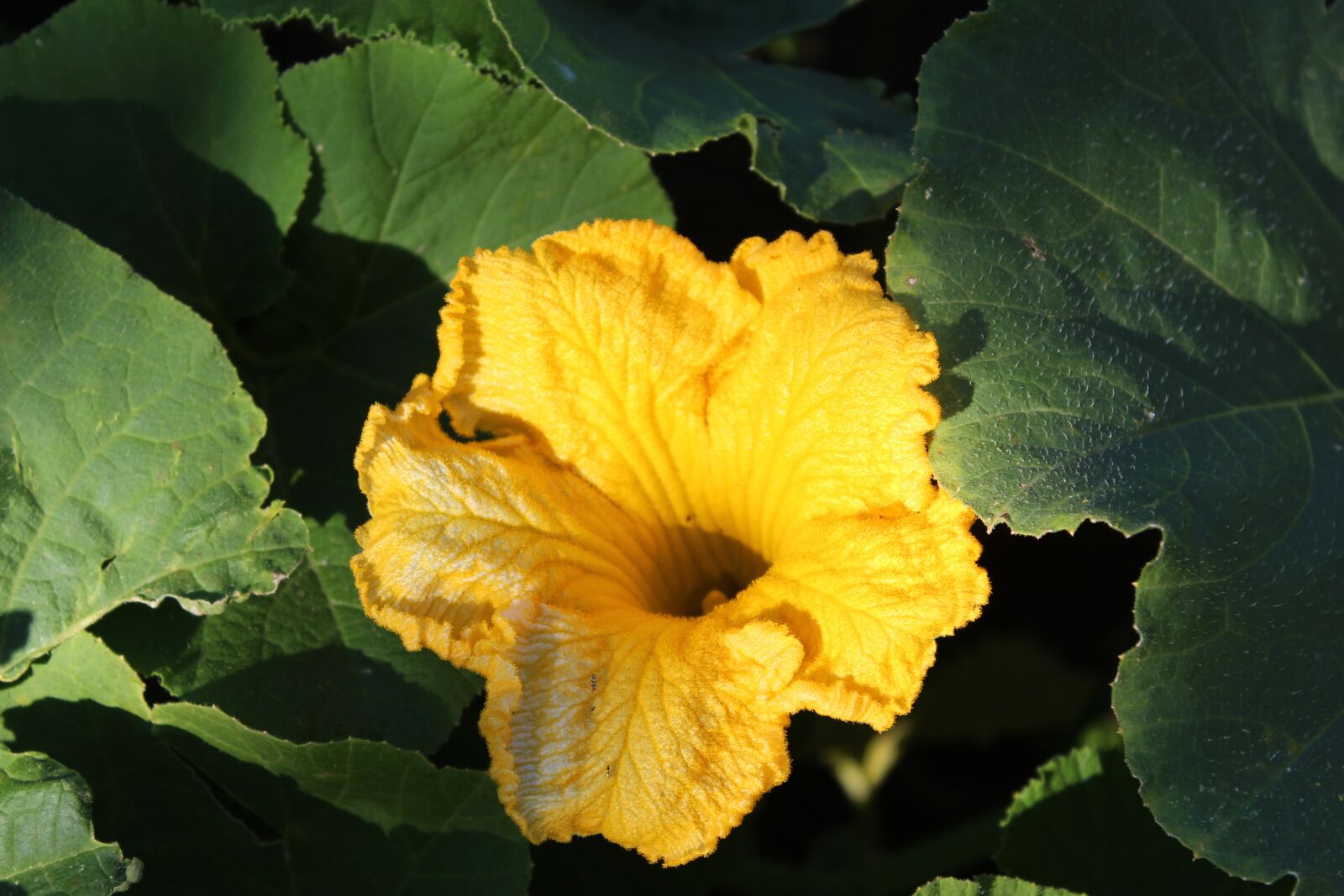 Canon EOS 1300D (EOS Rebel T6 / EOS Kiss X80) sample photo. Zucchini flower, zucchini, flower photography