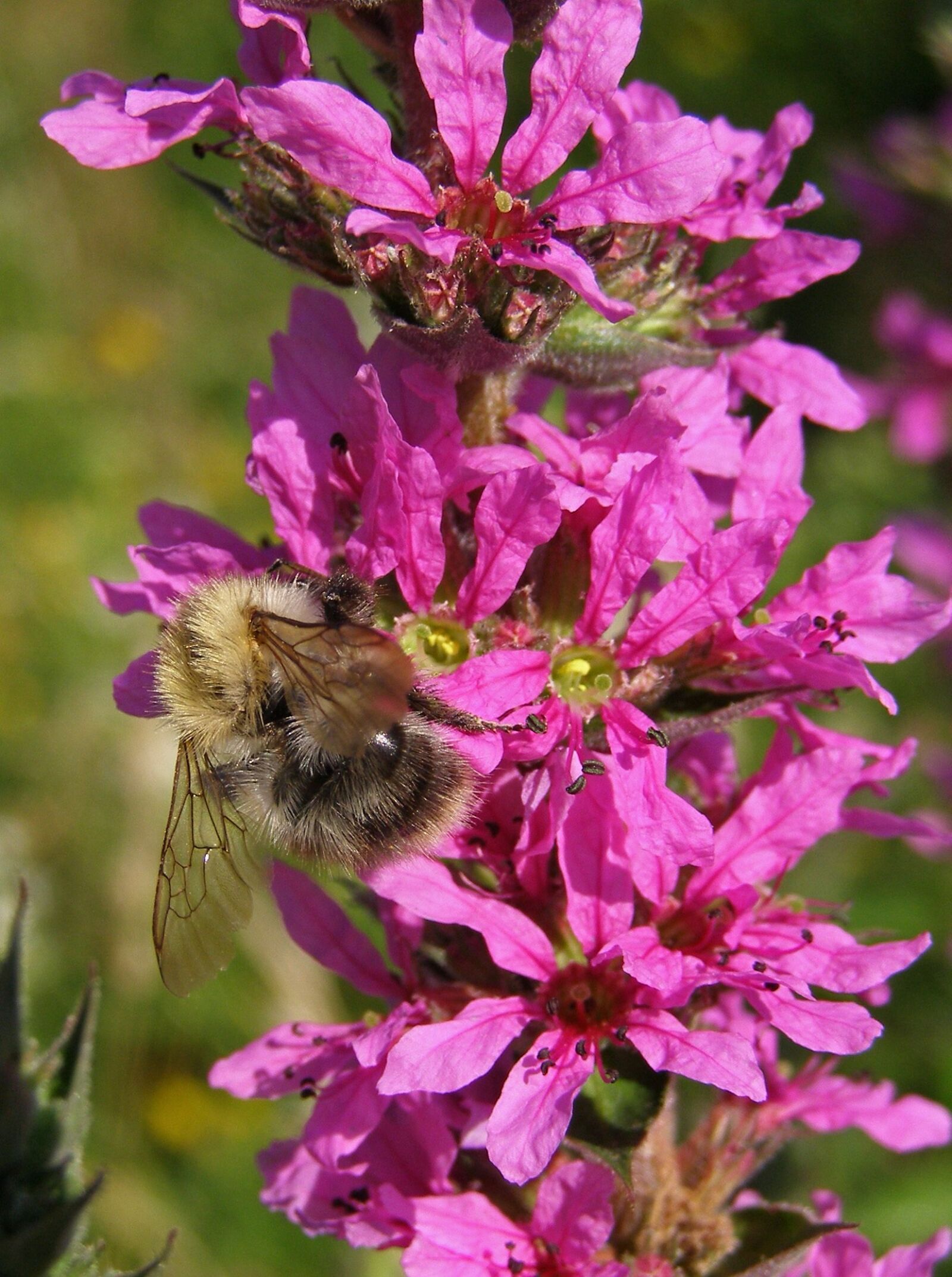 Olympus SP500UZ sample photo. Bumblebee, flower, pink photography