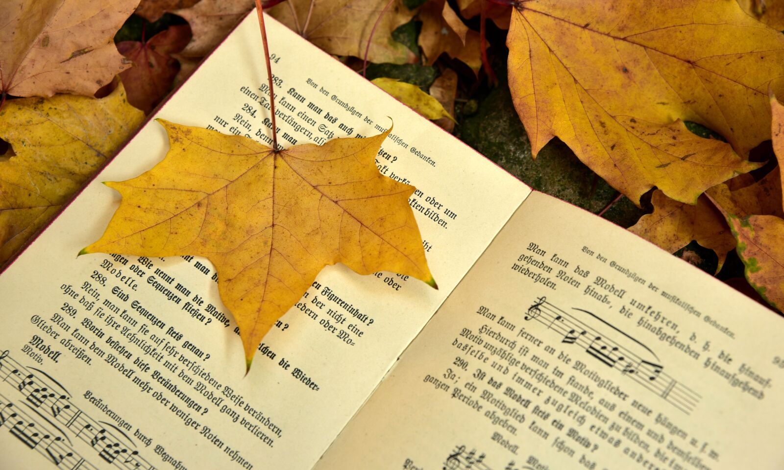 Nikon D750 sample photo. Book, autumn, leaf photography