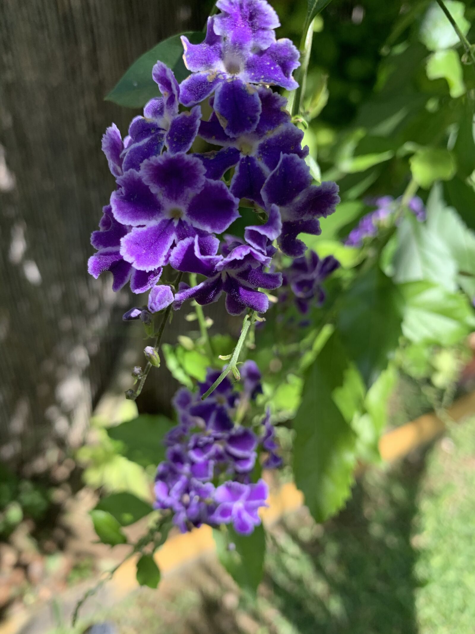 Apple iPhone XR sample photo. Duranta, flower, garden photography