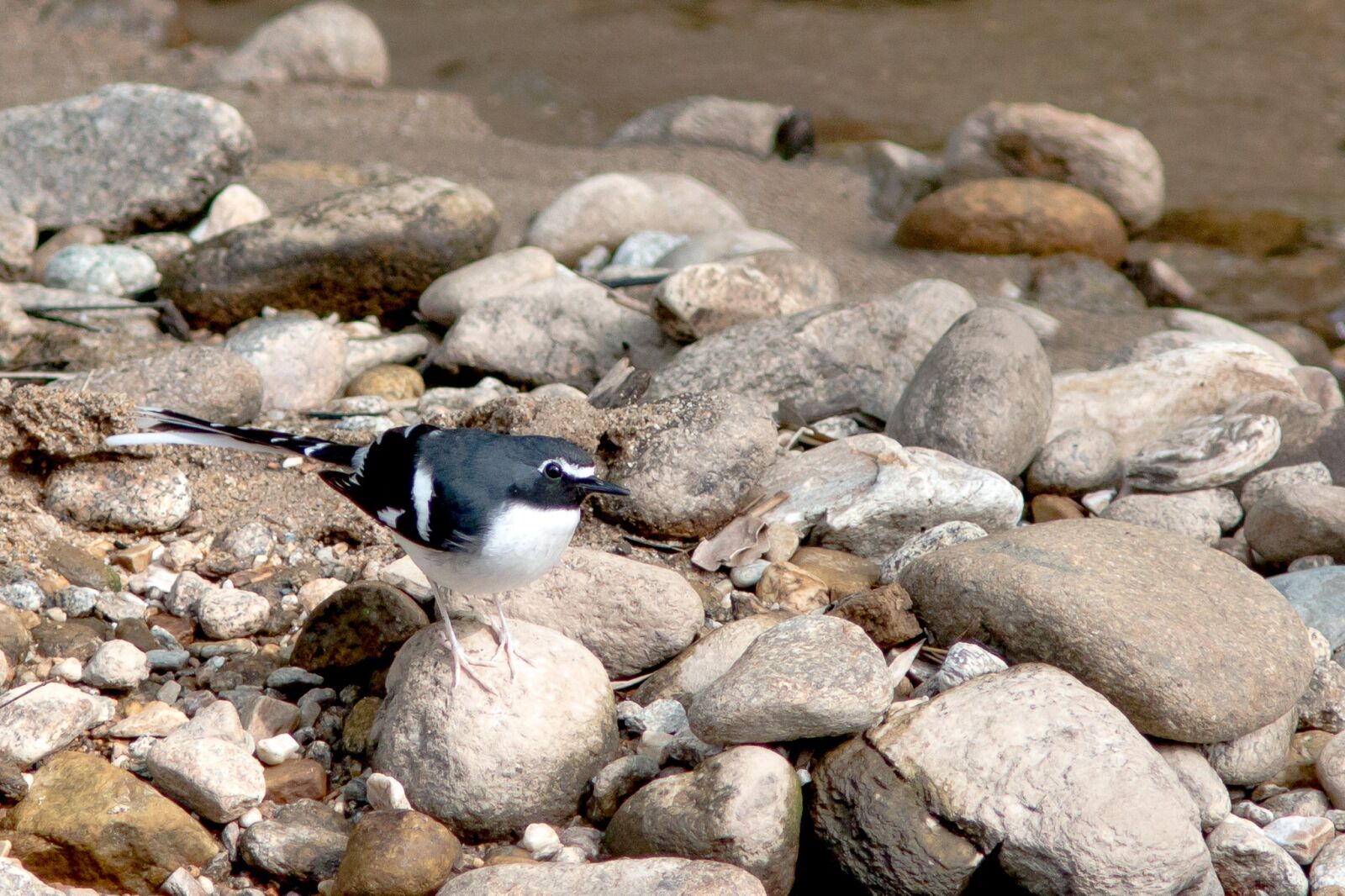 Canon EF 300mm F4L IS USM sample photo. Rock, nature, birds photography