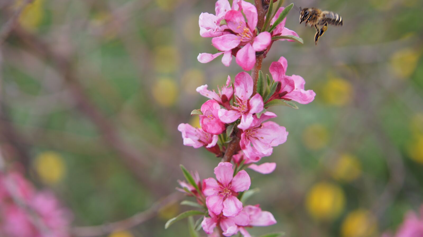 Sony SLT-A55 (SLT-A55V) sample photo. Almond, flower, bee photography
