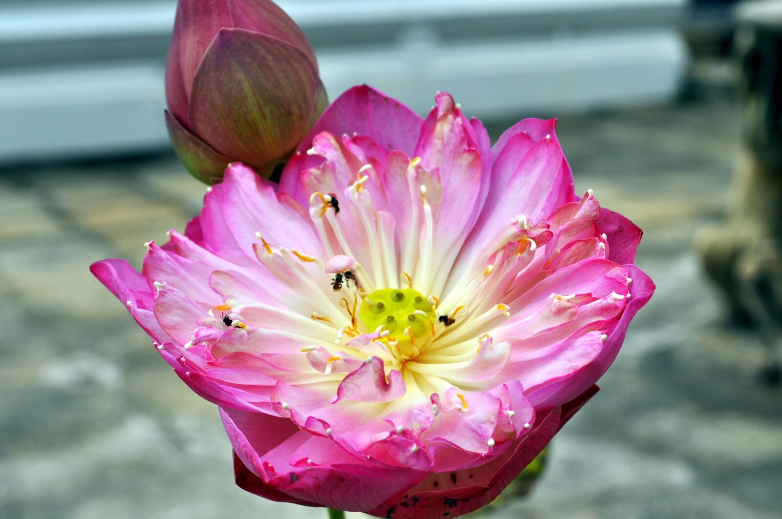 Nikon D5000 sample photo. Flower, nature, plant photography