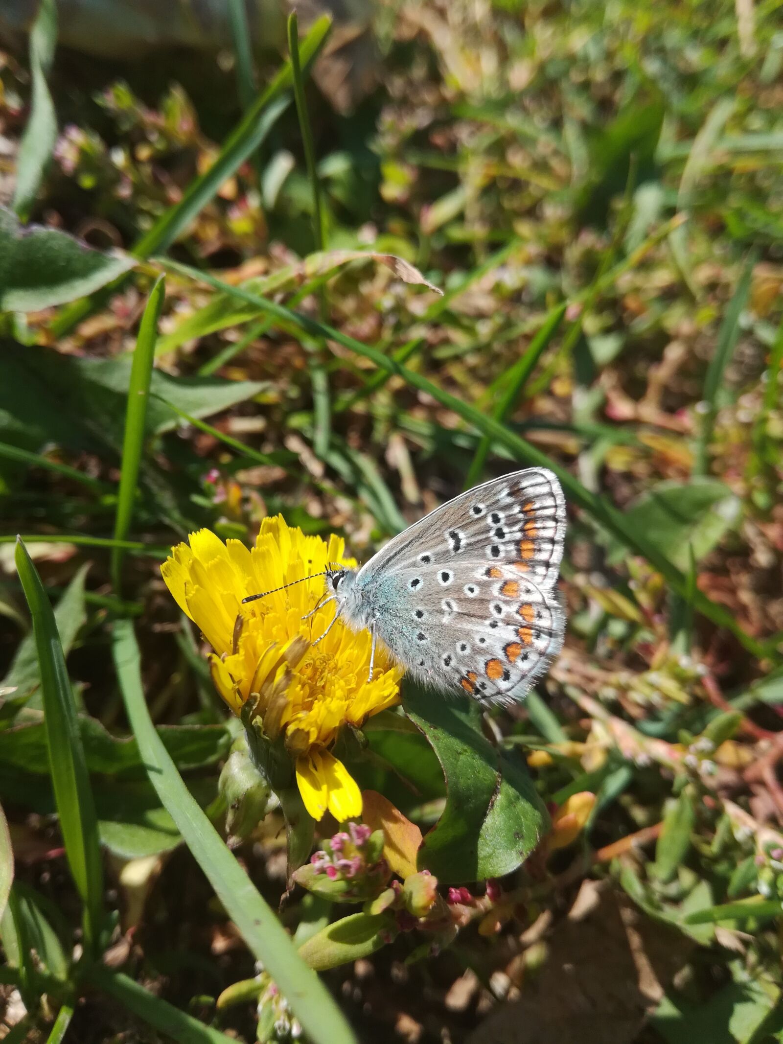 HUAWEI Honor 5C sample photo. Butterfly, grass, spring photography