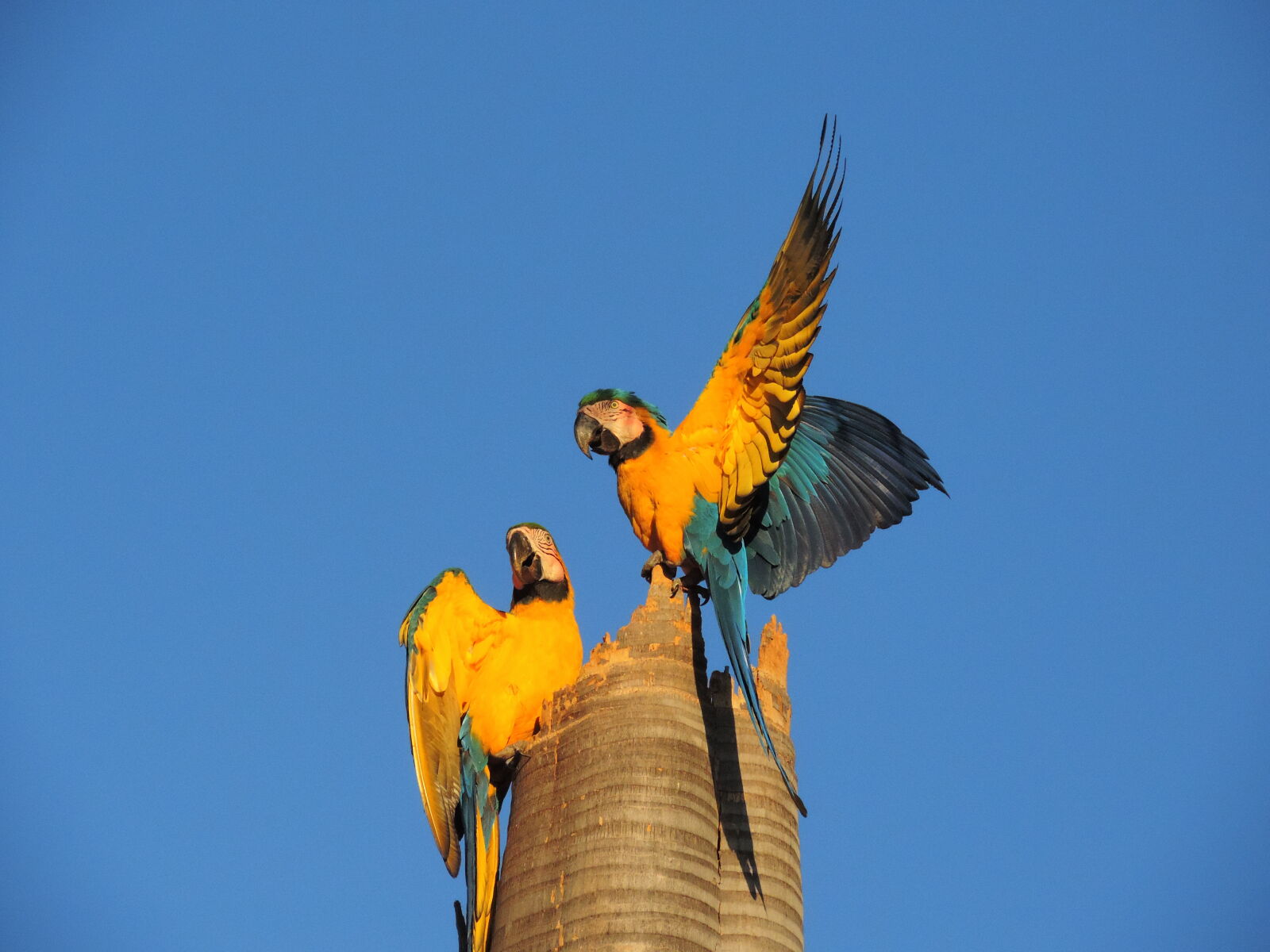 Nikon Coolpix P520 sample photo. Arara, ave, bird, caninde photography
