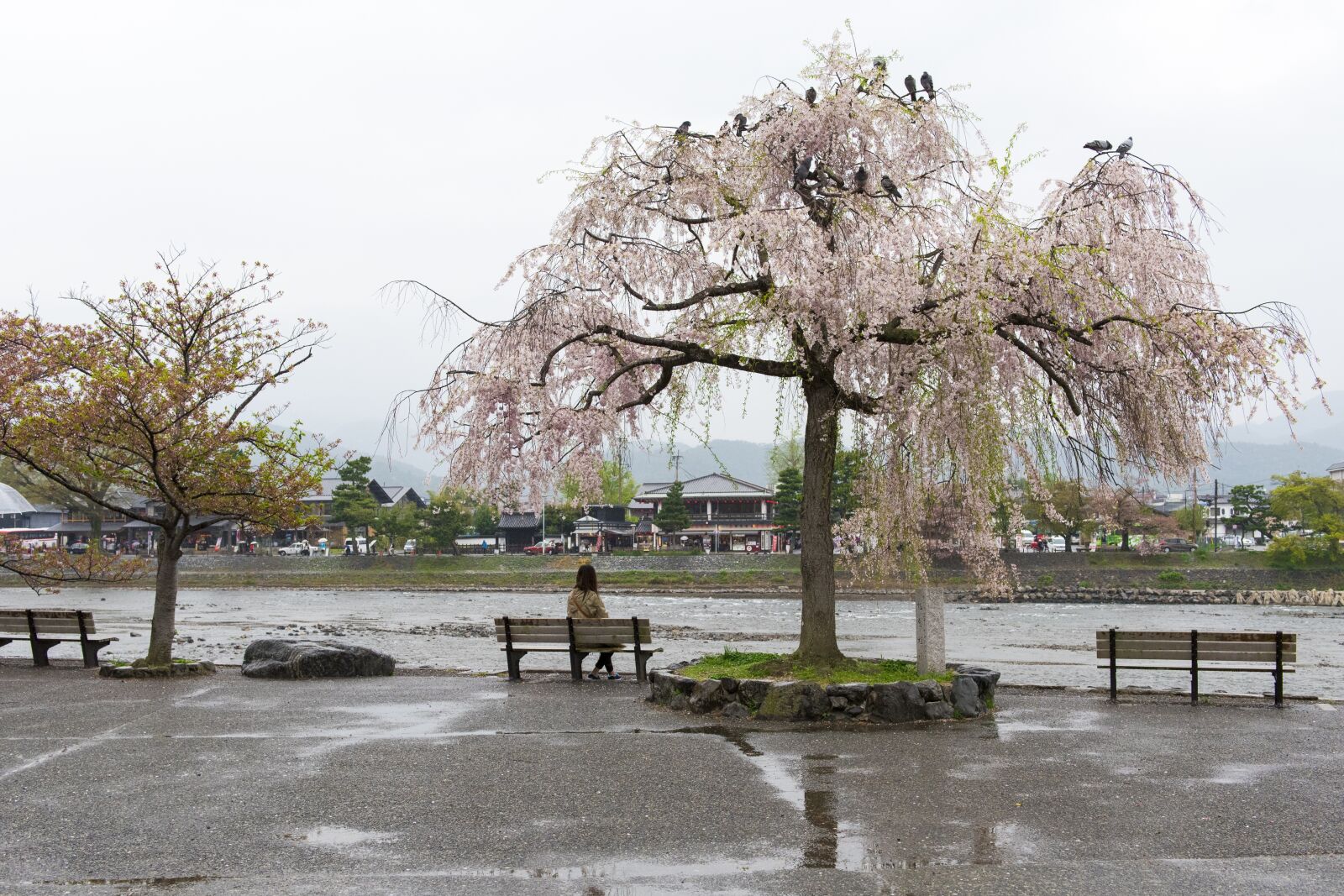 Nikon D750 sample photo. Sakura, cherry blossom, lady photography