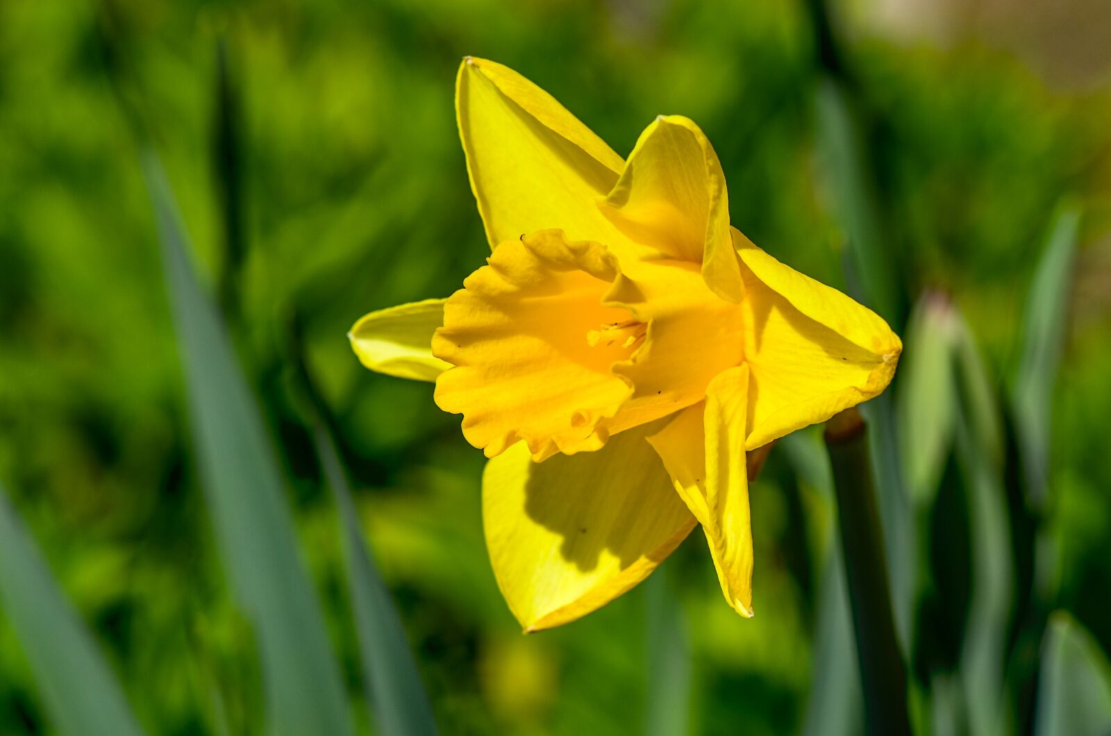 Nikon D7000 sample photo. Daffodil, yellow, close up photography
