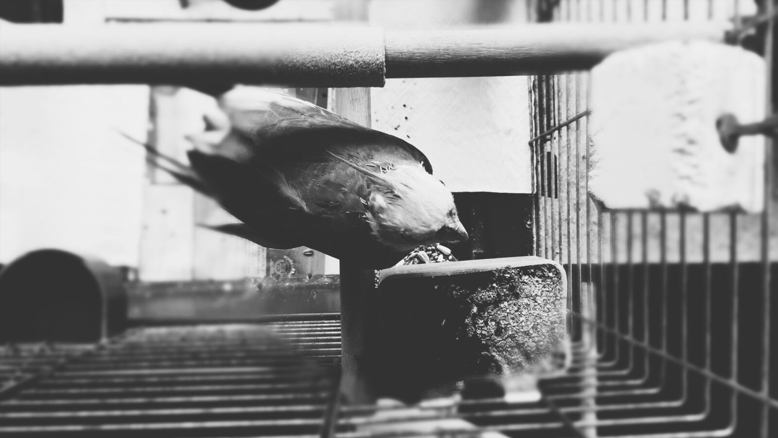 Apple iPhone 6s sample photo. Parrot, bird, cage photography