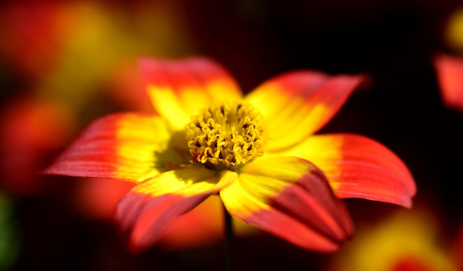 Nikon D3300 sample photo. Gold marie, two tooth photography