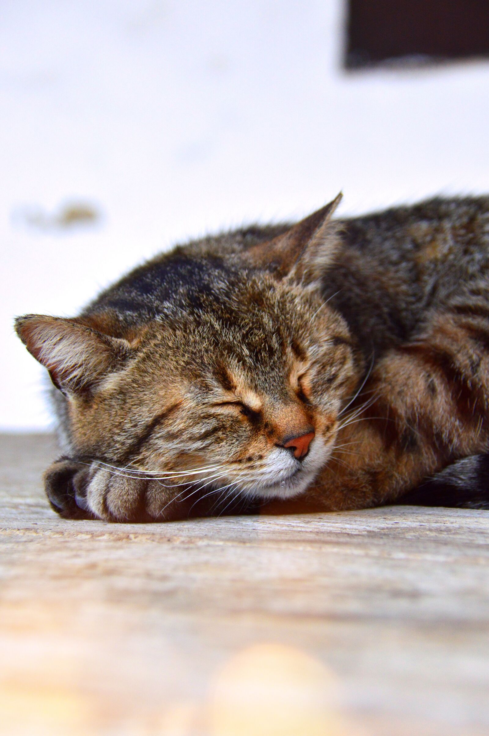 Nikon D3200 sample photo. Cat, sleep, tabby photography