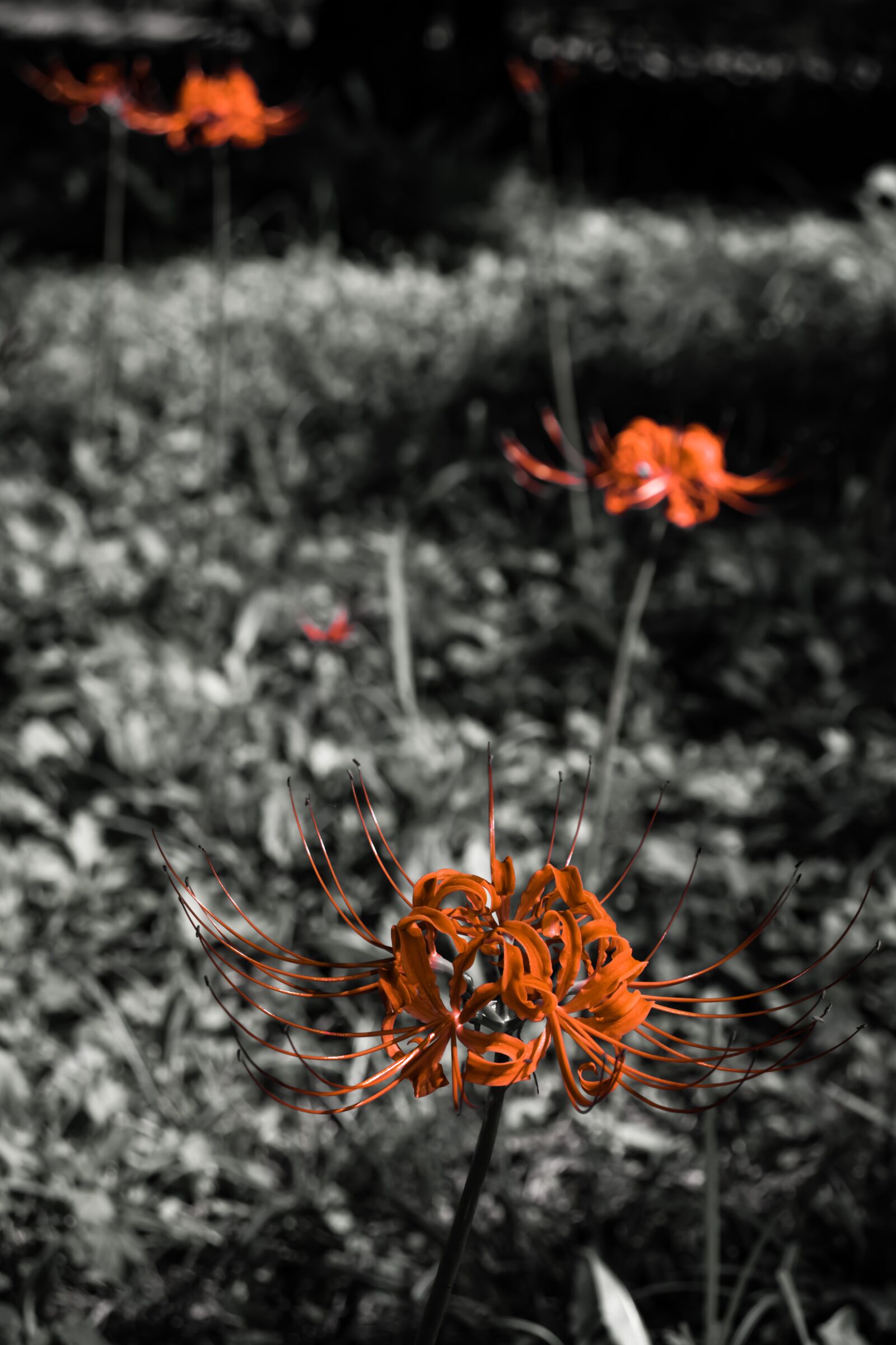 Canon EOS 800D (EOS Rebel T7i / EOS Kiss X9i) sample photo. Red, flower, elegant photography