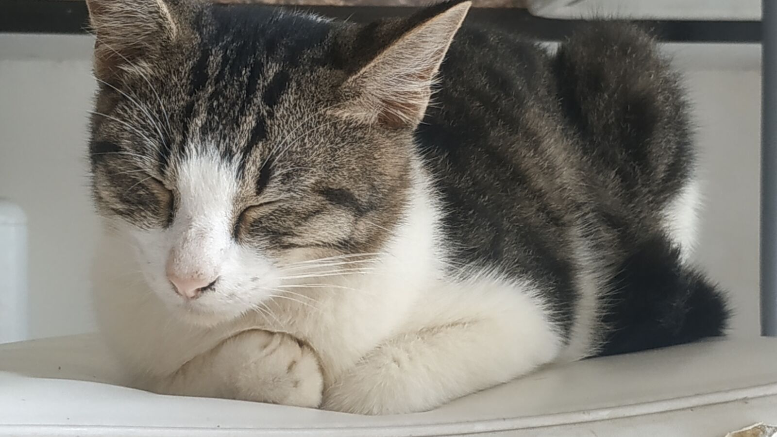 Xiaomi Redmi Note 5 sample photo. Cat, kucing tidur, cat photography