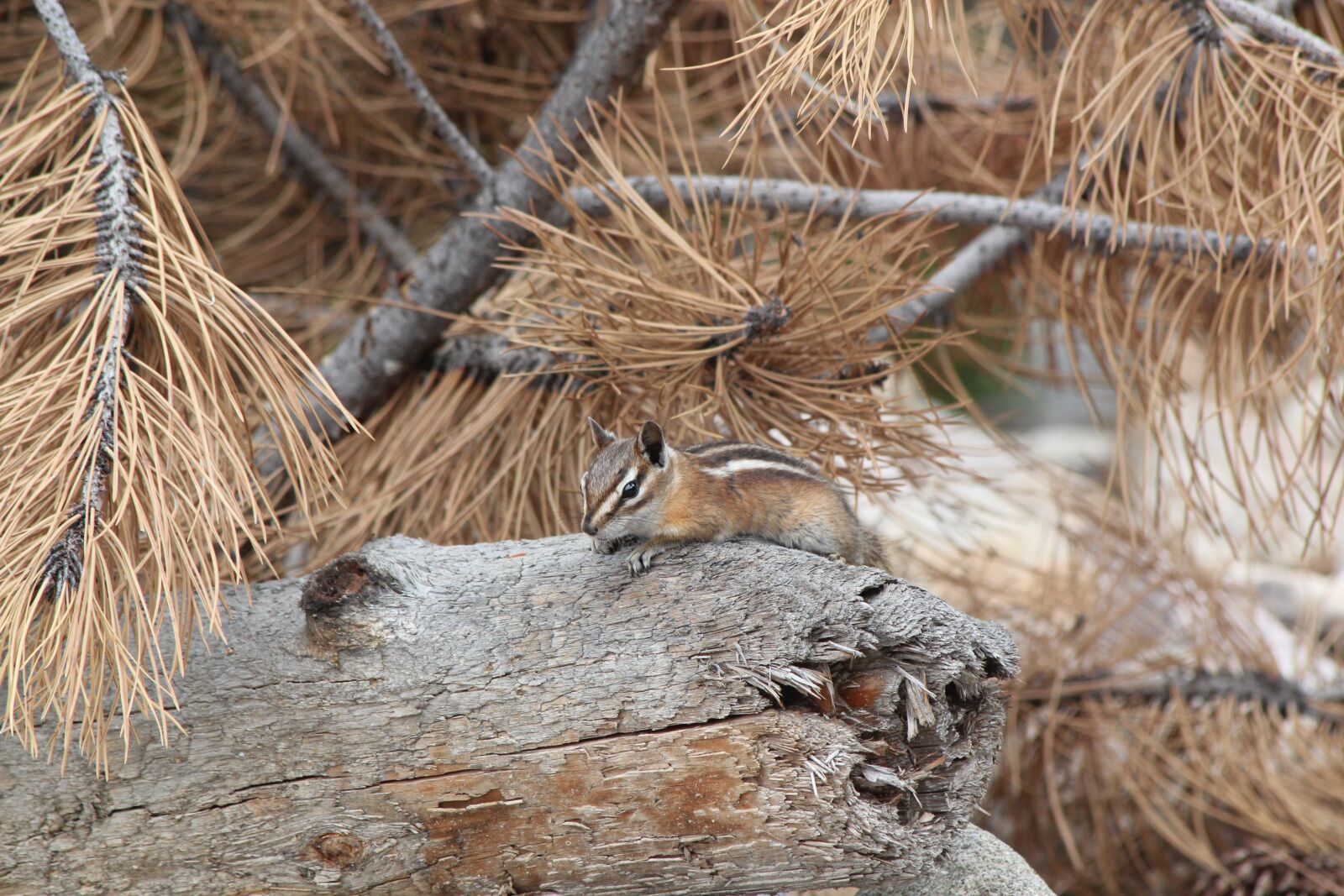 Canon EOS 550D (EOS Rebel T2i / EOS Kiss X4) sample photo. Chipmunk, colorado, cute photography