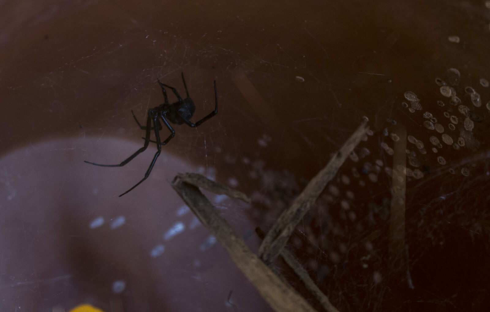 Canon EOS 700D (EOS Rebel T5i / EOS Kiss X7i) sample photo. Arachnids, and, insects, black photography