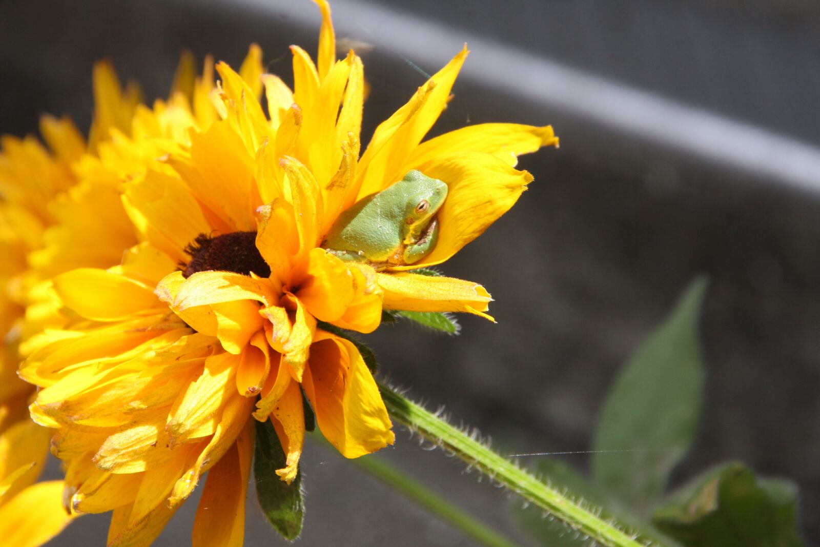 Canon EOS 40D sample photo. Treefrog, frog, flower photography