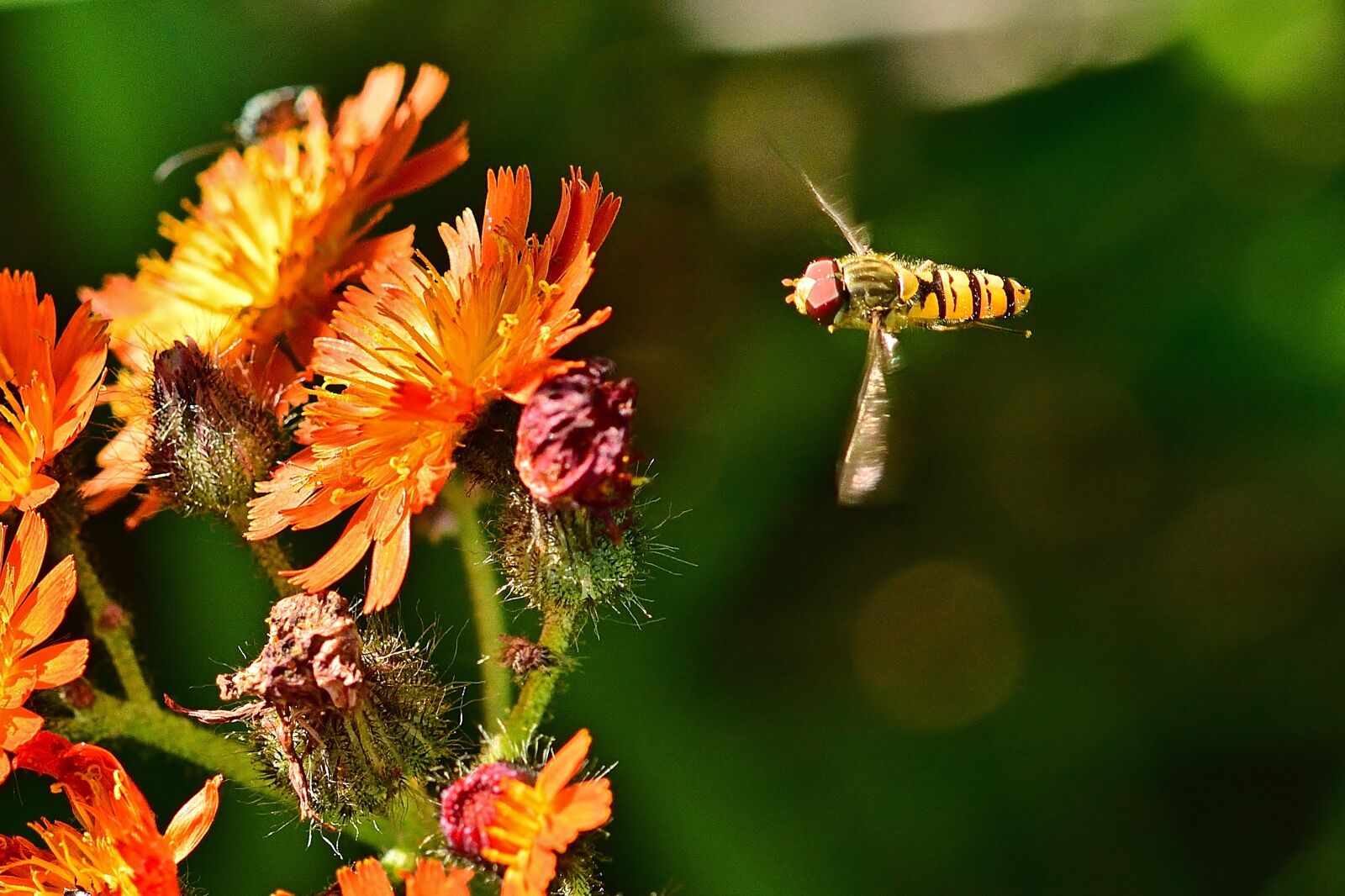 Nikon D5200 sample photo. Insect, blossom, bloom photography