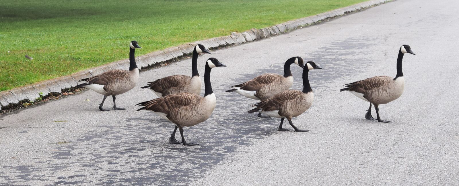 Nikon D3300 sample photo. Goose crossing, gaggle of photography