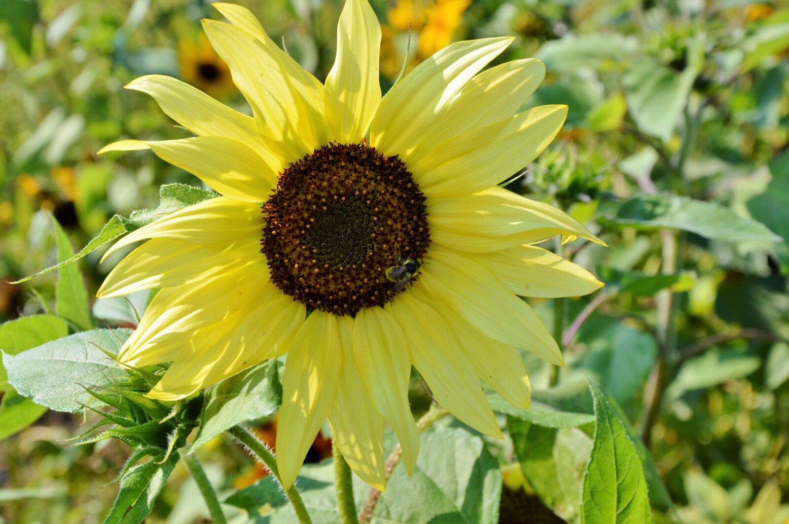 Nikon D3200 sample photo. Sunflower, flower, yellow flower photography