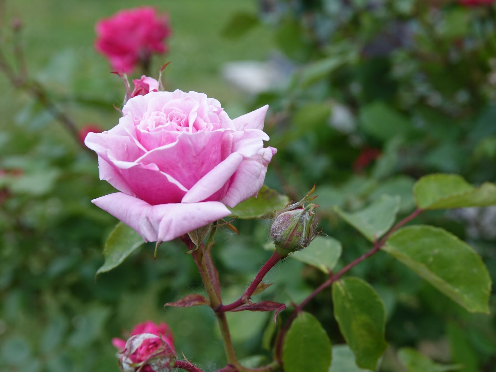 Sony Cyber-shot DSC-RX10 III sample photo. Rose, pink, flower photography