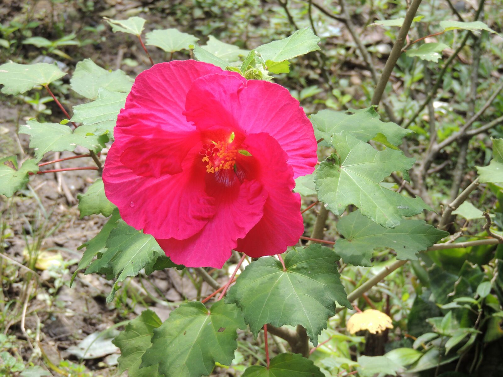 Nikon Coolpix P510 sample photo. Flower, flowers, red tulip photography