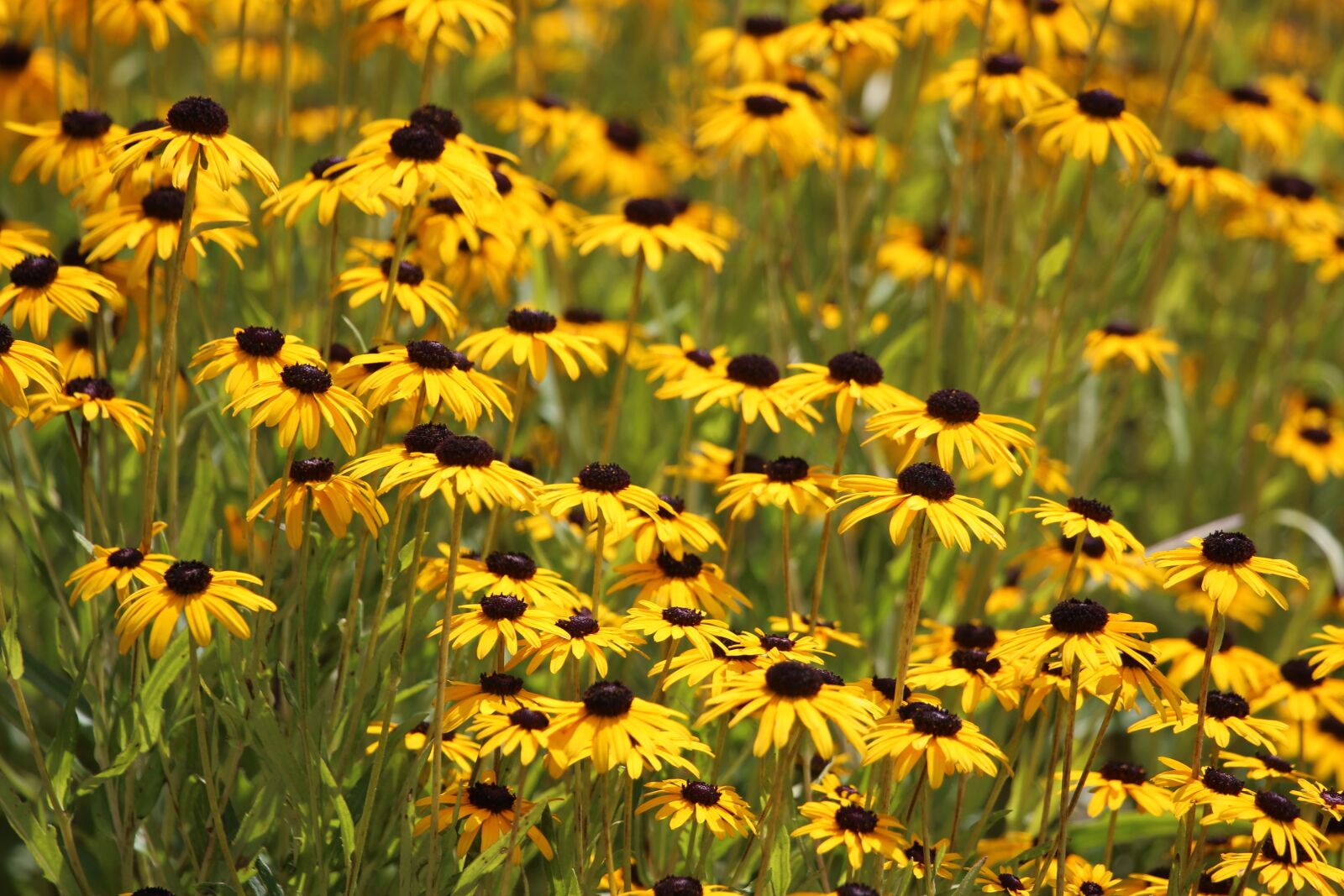 Canon EF 100-400mm F4.5-5.6L IS USM sample photo. Yellow, flowers, daisies photography