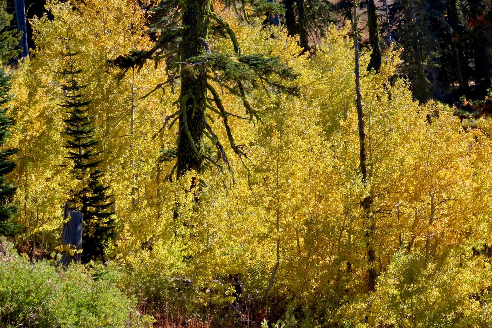 Canon PowerShot SX70 HS sample photo. Autumn, aspens, foliage photography