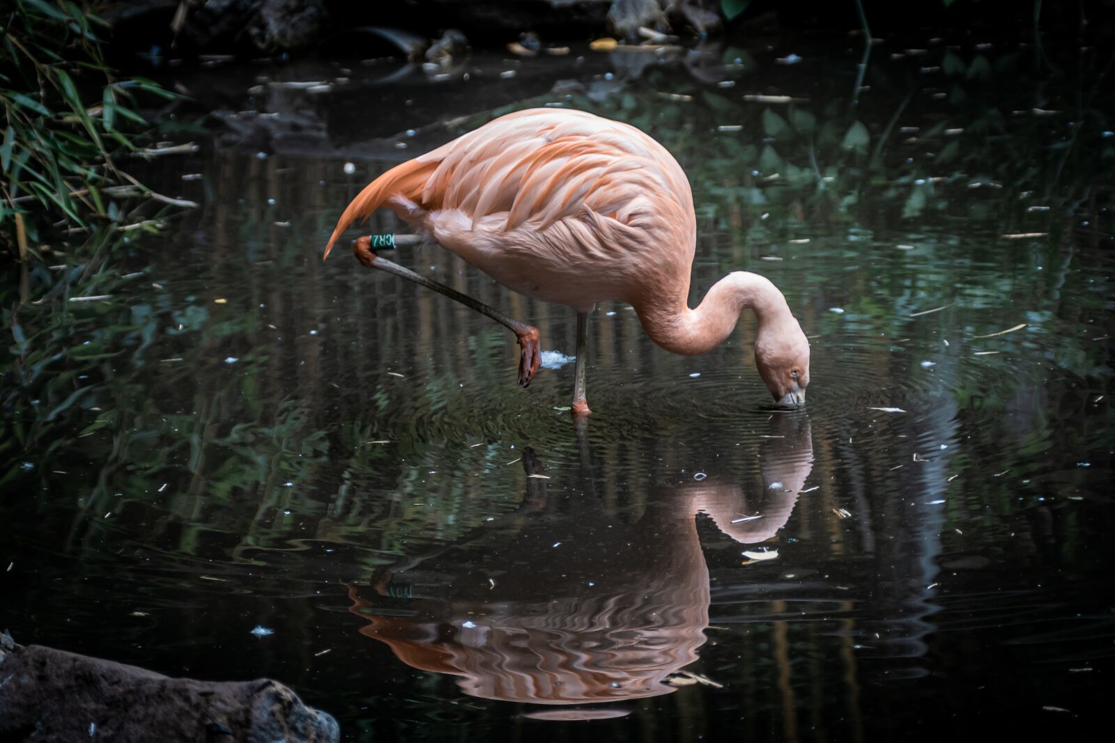 Canon EOS 80D sample photo. Flamingo, zoo, pink photography