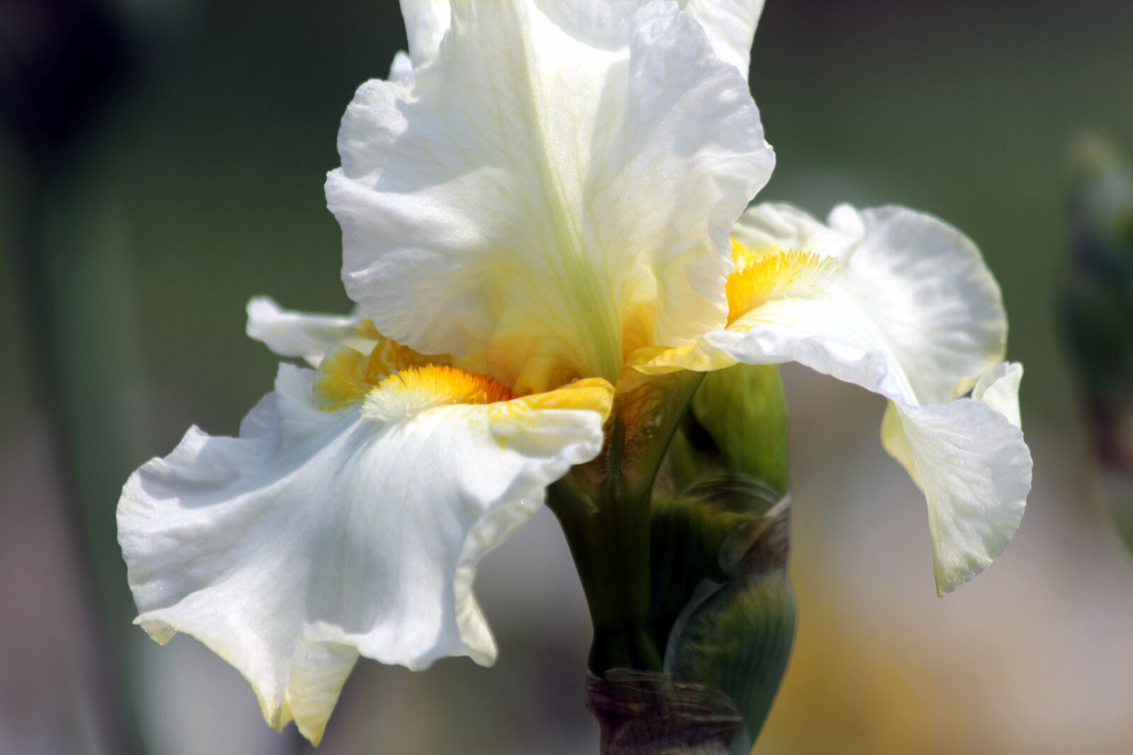 Canon EOS 650D (EOS Rebel T4i / EOS Kiss X6i) sample photo. Iris, flower, handsomely photography