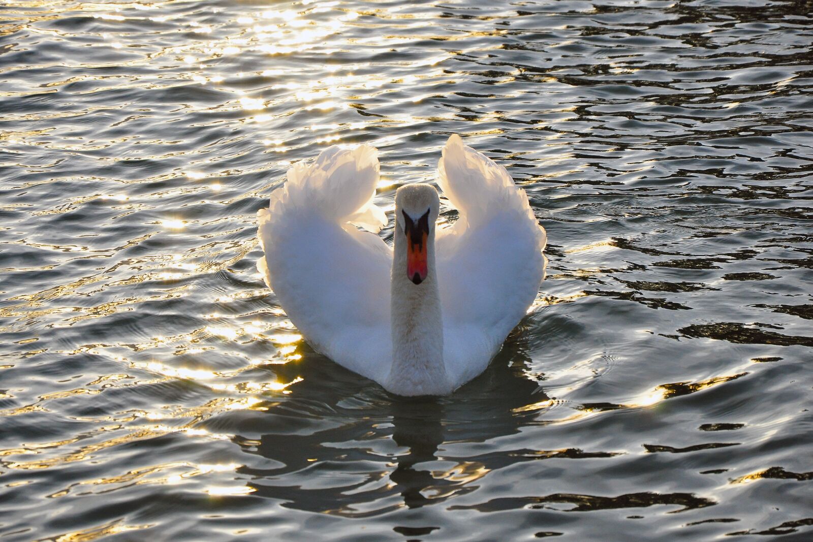 Nikon D90 sample photo. Swan, water, lake photography